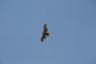 A hawk overhead