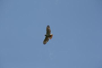 A hawk overhead