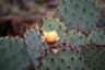 Cactus Flower