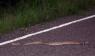 Rattlesnake