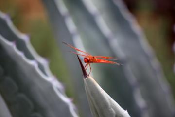 Red Dragonfly