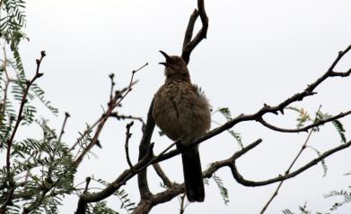 A Bird sings