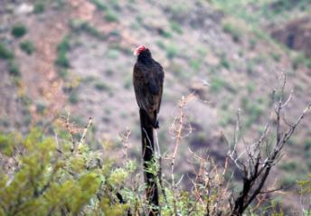 Turkey Vulture