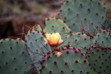 Cactus Flower