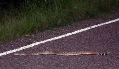 Rattlesnake