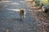 Yodie runs to Dad