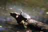 Turtle in the sun
