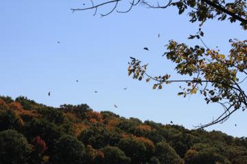 Leaves a'fallin