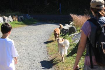 Yodie sees another dog