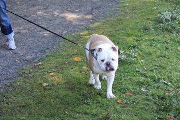 A Bulldog