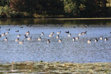 Ducks