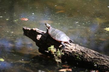 Turtle in the sun