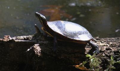 Turtle in the Sun