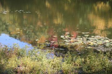 Reflections