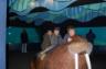 11-30 NY Aquarium 003