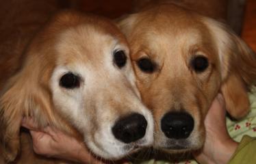 Spot and Dakota