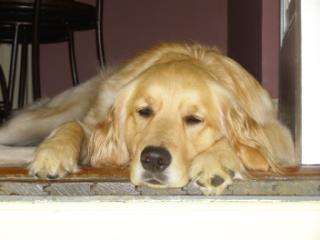 Yodie at the basement steps