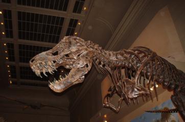 Dino at the Smithsonian