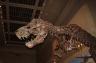 Dinosaurs in the Smithsonian