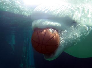 Beluga Basketball