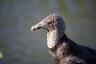 Vulture