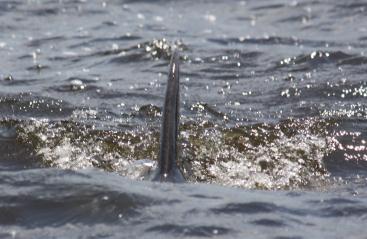 Dolphin sign
