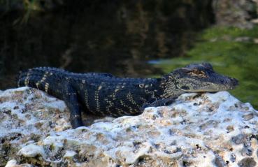 Baby gator