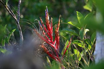 Bird of Paradise