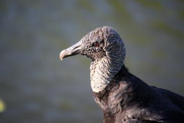 Vulture