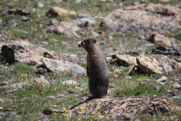Yellow Bellied Marmot