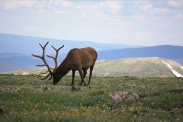 Elk