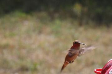 Hummingbird