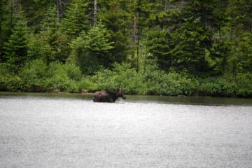 A Moose