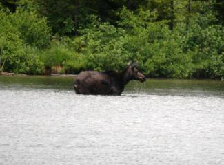 Moose